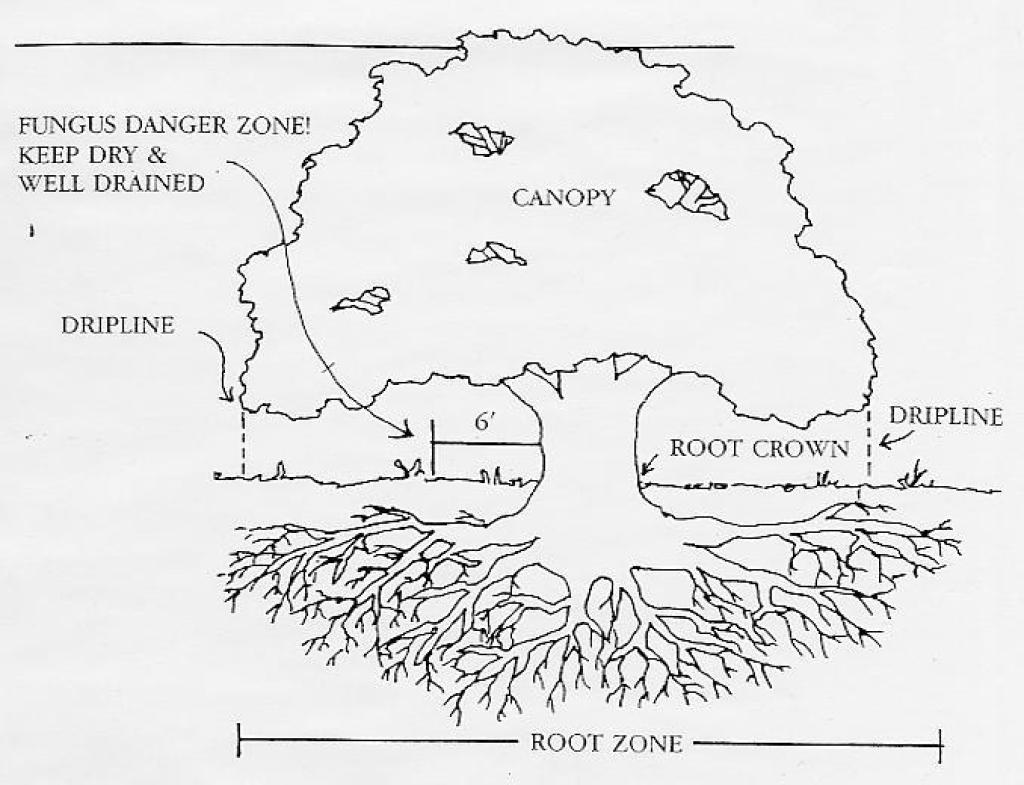 guidelines oak trees