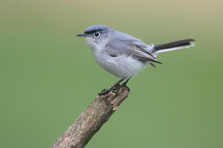 Gnatcatcher