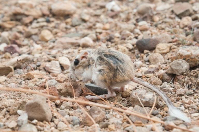 Stephens Kangaroo Rat pictured on a ground with pebbles. 