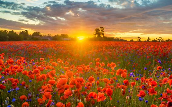 Poppy-flower-field